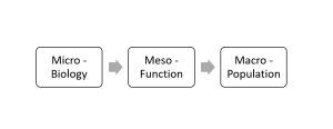 Diagram showing micro, meso and macro