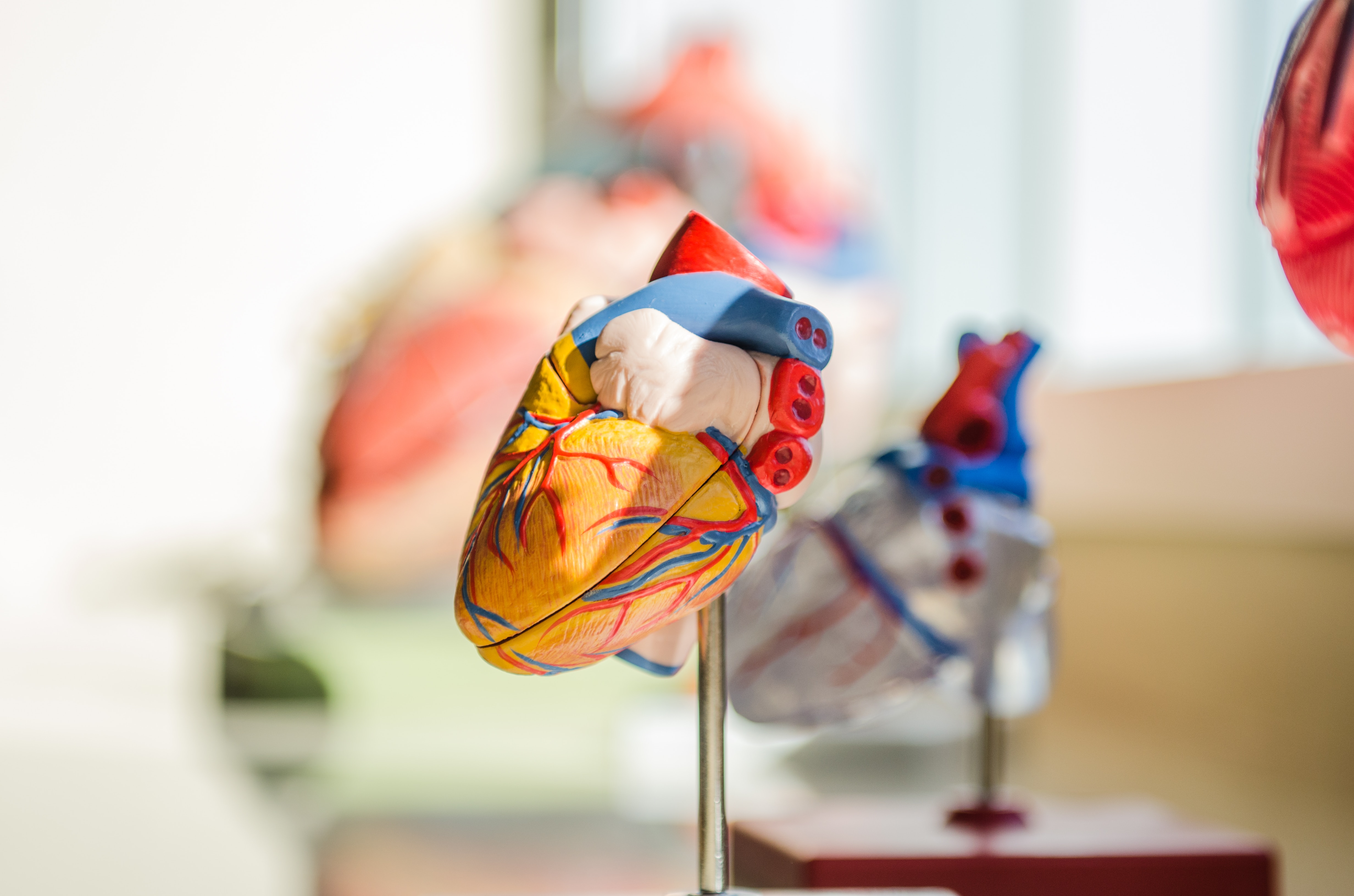 anatomical heart sculpture