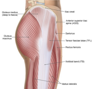 Diagram showing lateral hip 